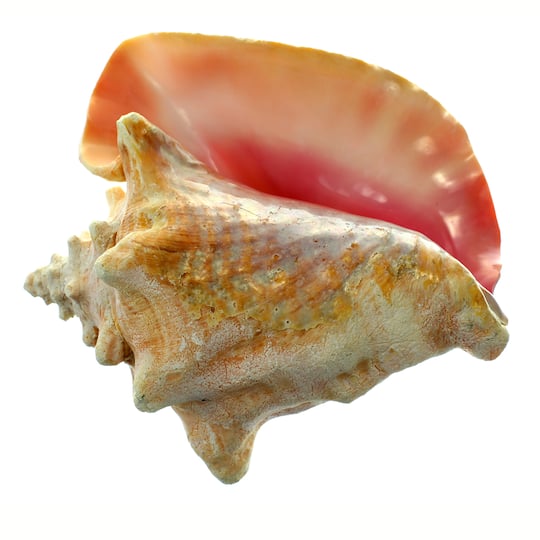 Large Conch Shell